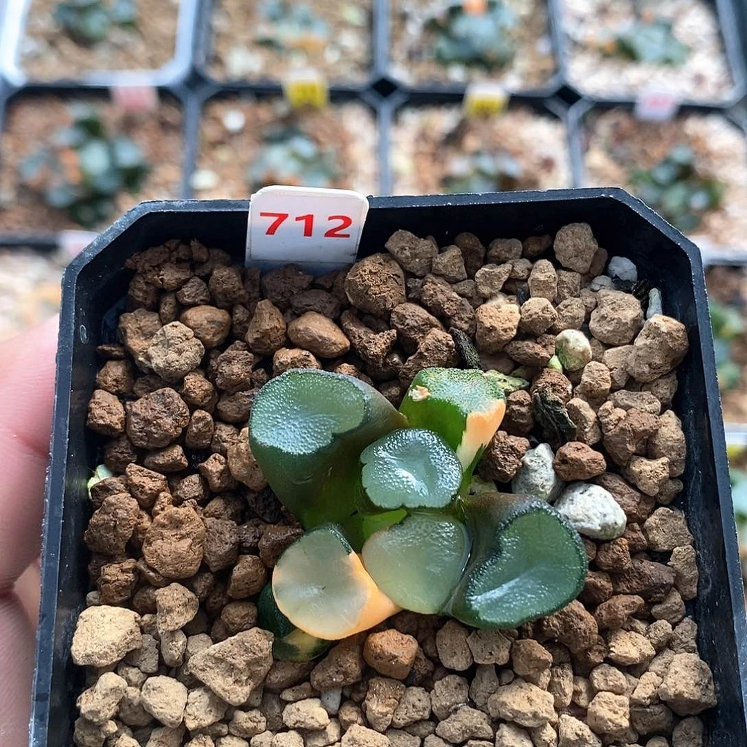 红陶712号空门万象锦