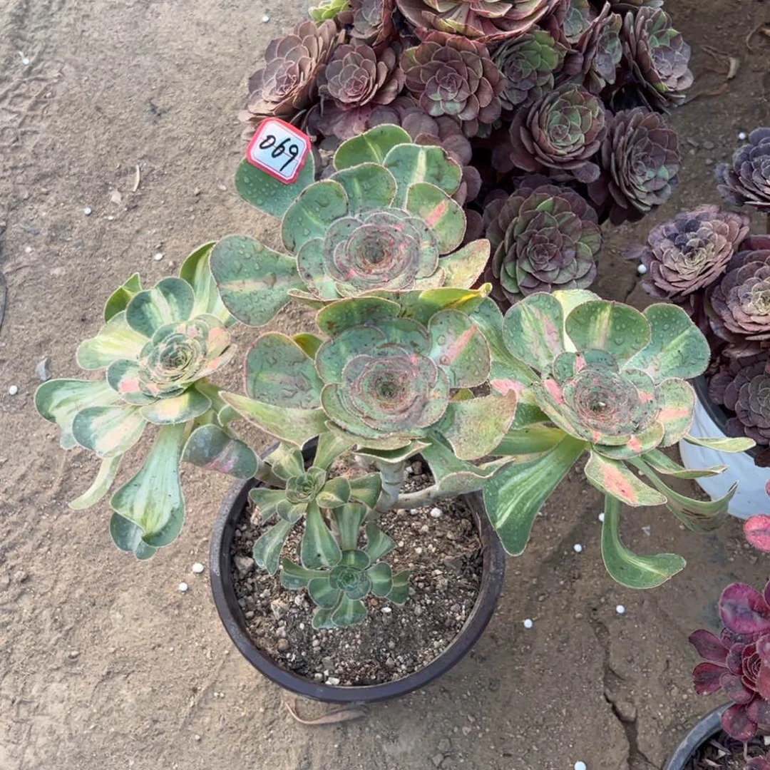 069多肉植物暴君群生