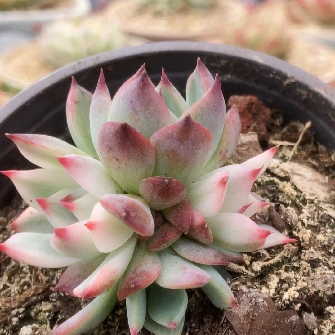 26锦锦锦锦锦锦锦锦锦