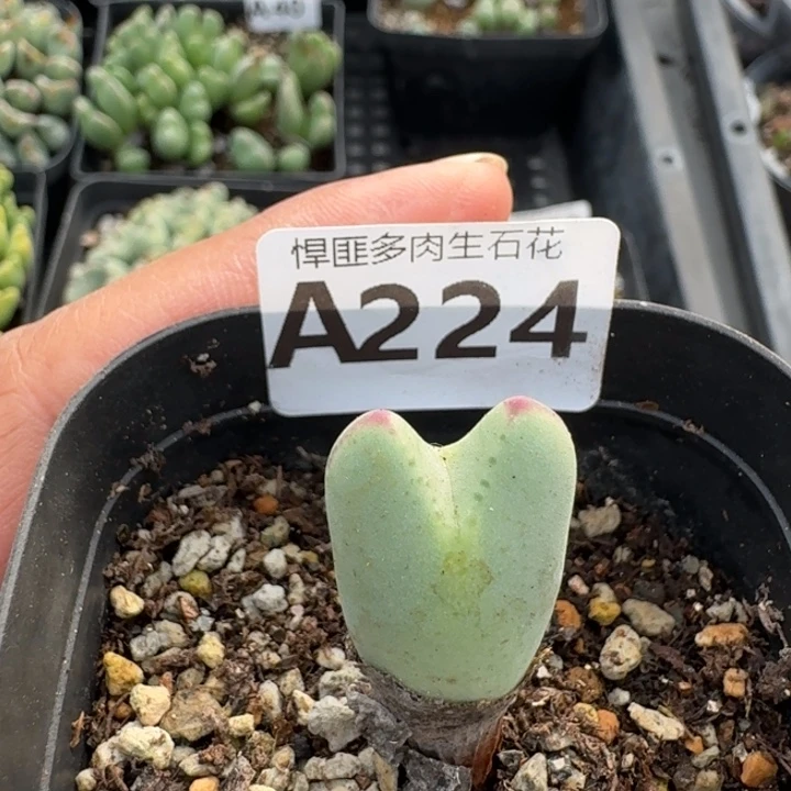 224多肉植物多肉植物