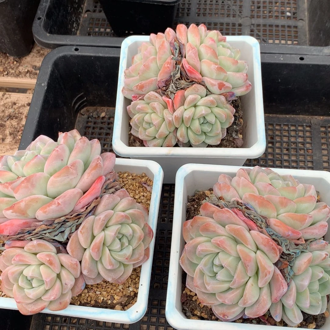 0214-61 冰玉三颗