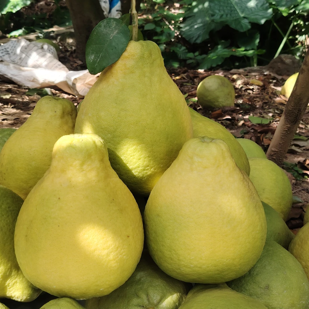 广西容县沙田柚高山老树花皮果无酸当季新鲜柚子水果