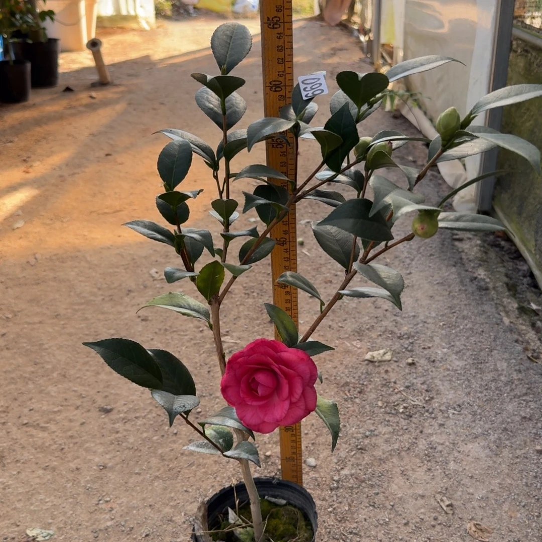 少量花朵（建议范围：2朵-5朵 或40%以下）099红干贝利