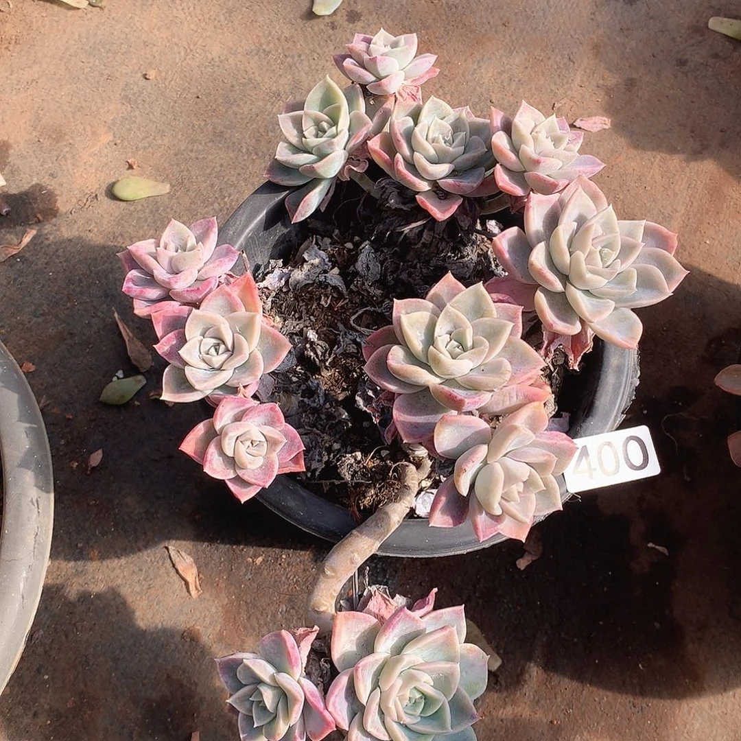 400哈利一物一拍多肉