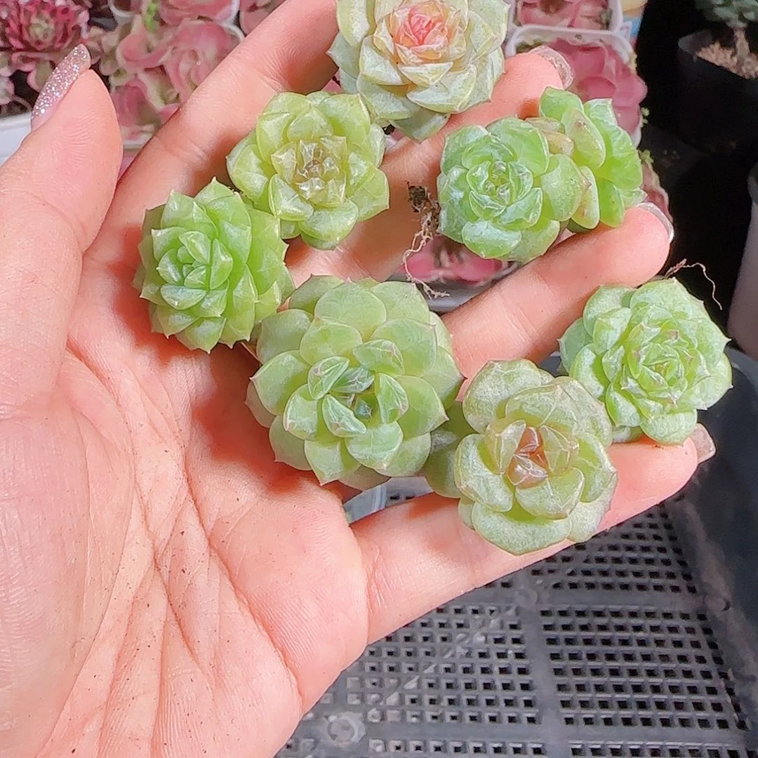 0710.-糖心珍妮59