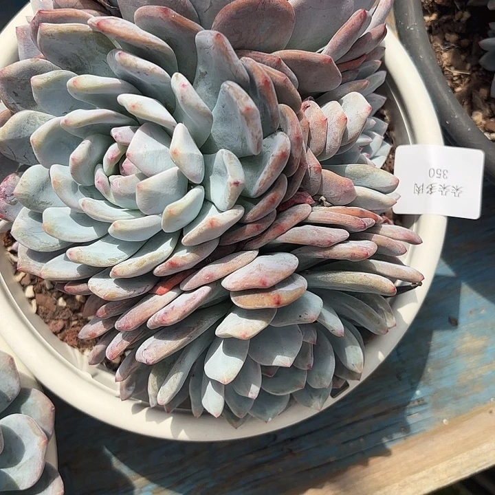 战后350呀呀呀呀呀呀呀呀呀呀呀呀雨