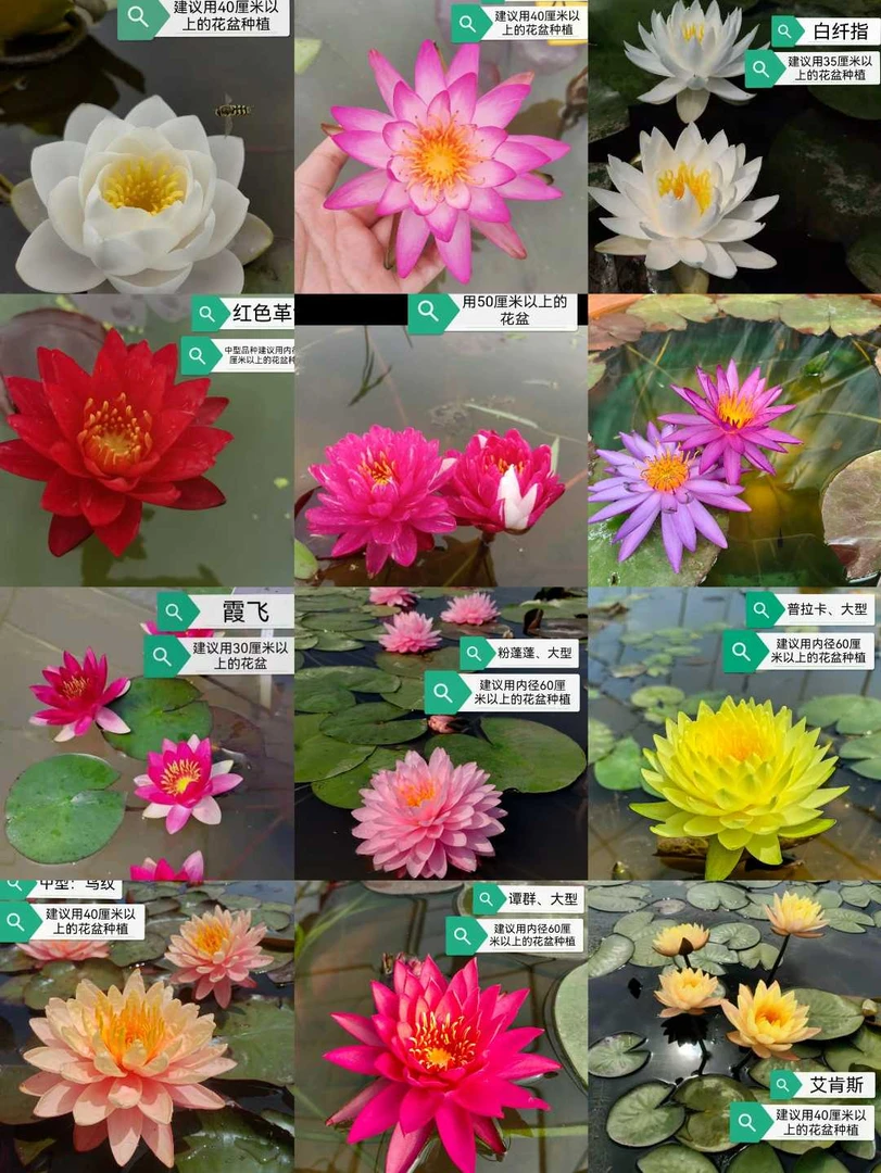 (耐寒睡莲）水生花卉庭院阳台耿飞花卉包开花