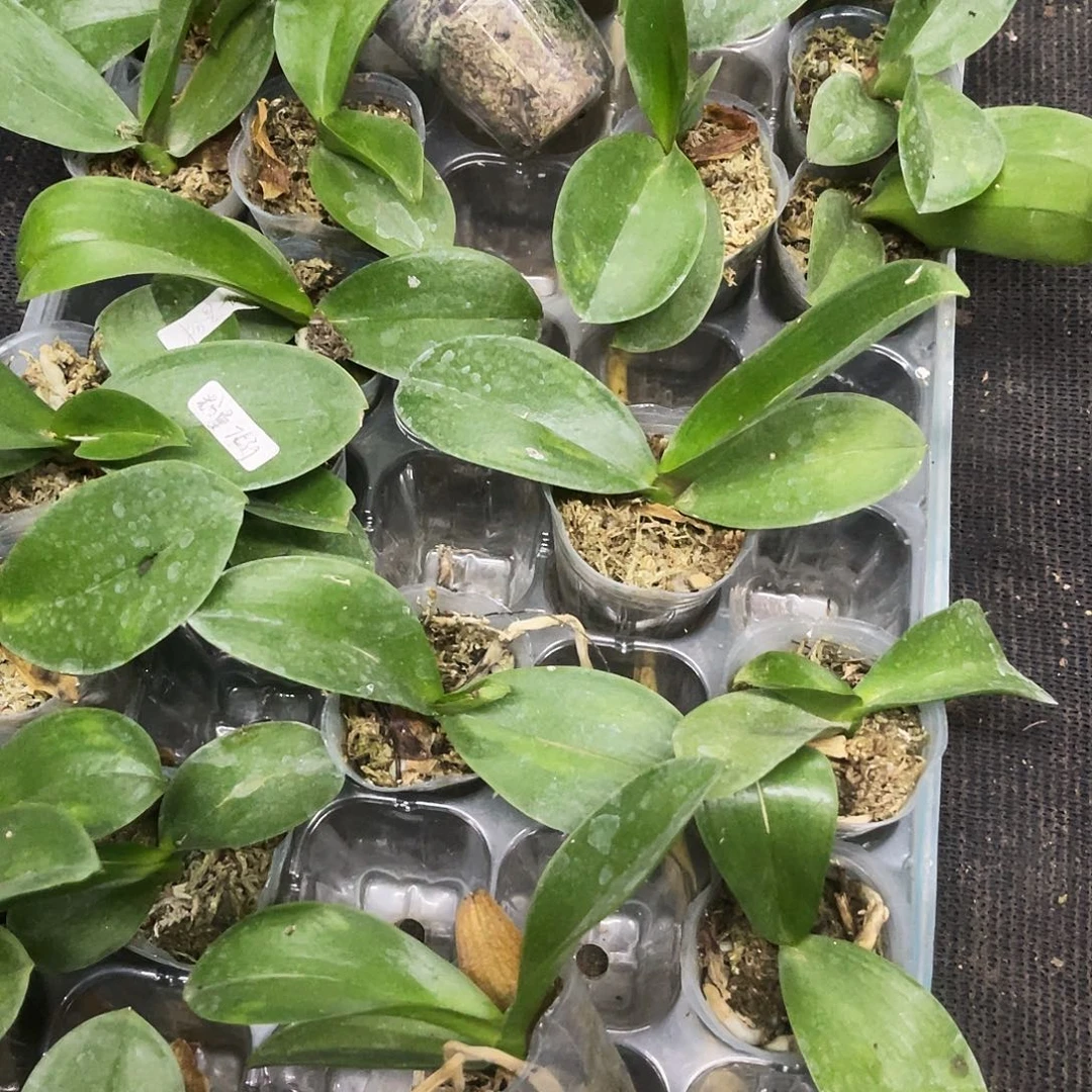 当前无花栽培后可以开花粉色曼哈顿1.7微瑕