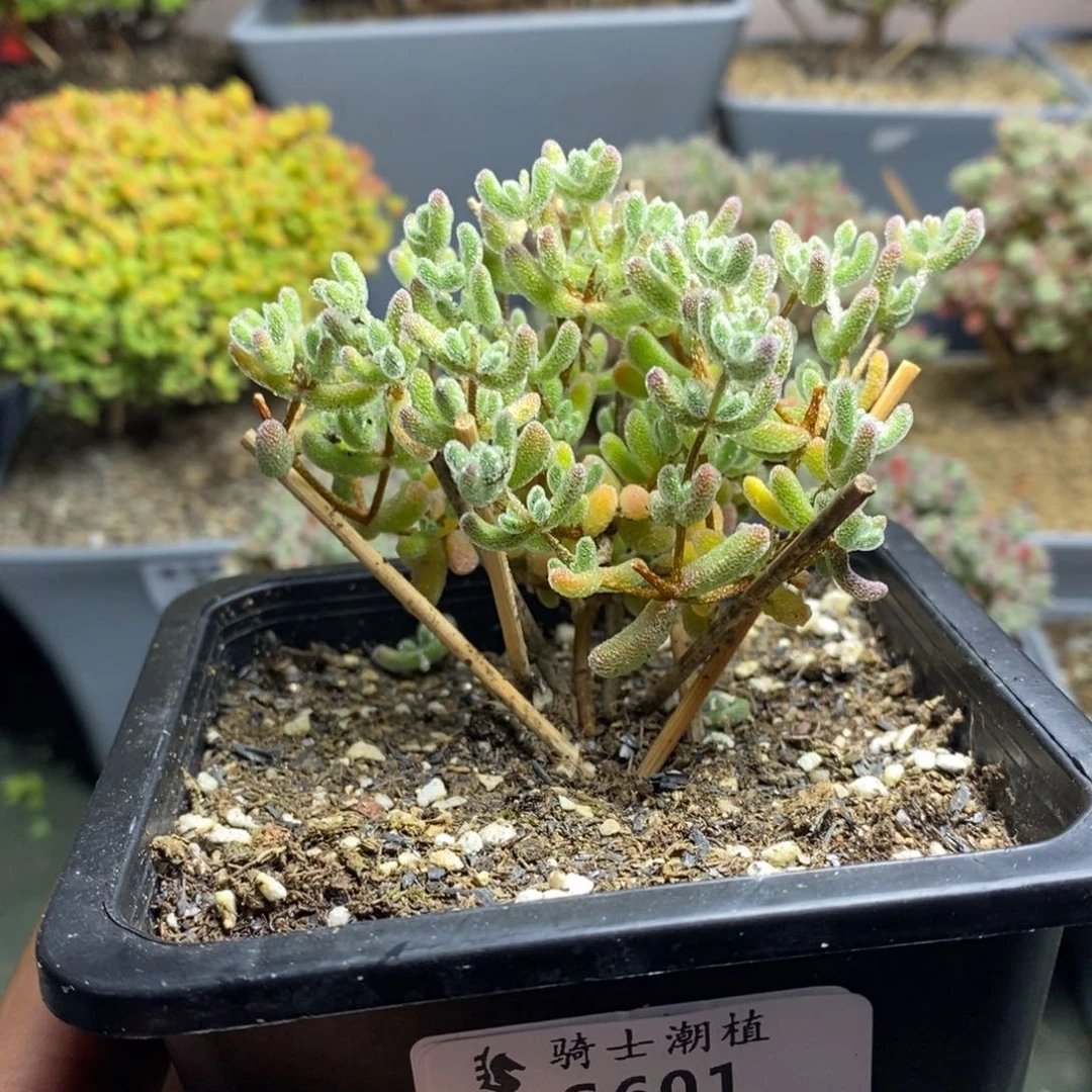 601优选冰晶枝干