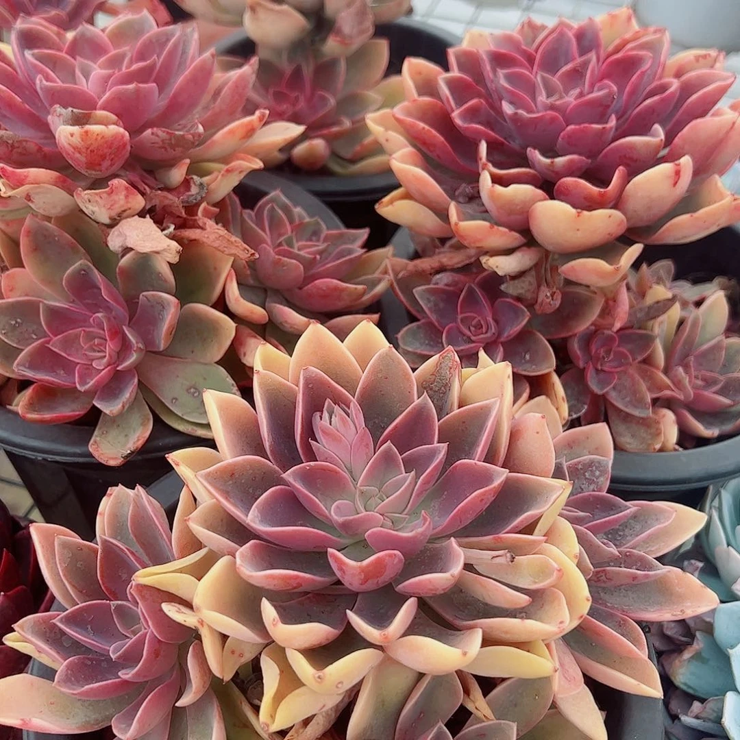 紫气东来多头群生精品