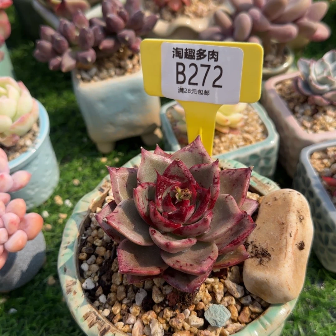 狮子王多肉植物ll