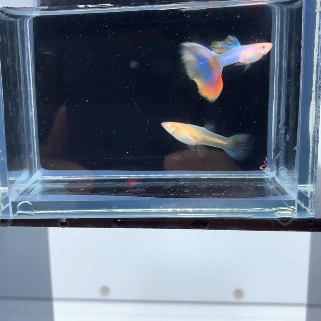 孔雀鱼极光幻彩一对（4）