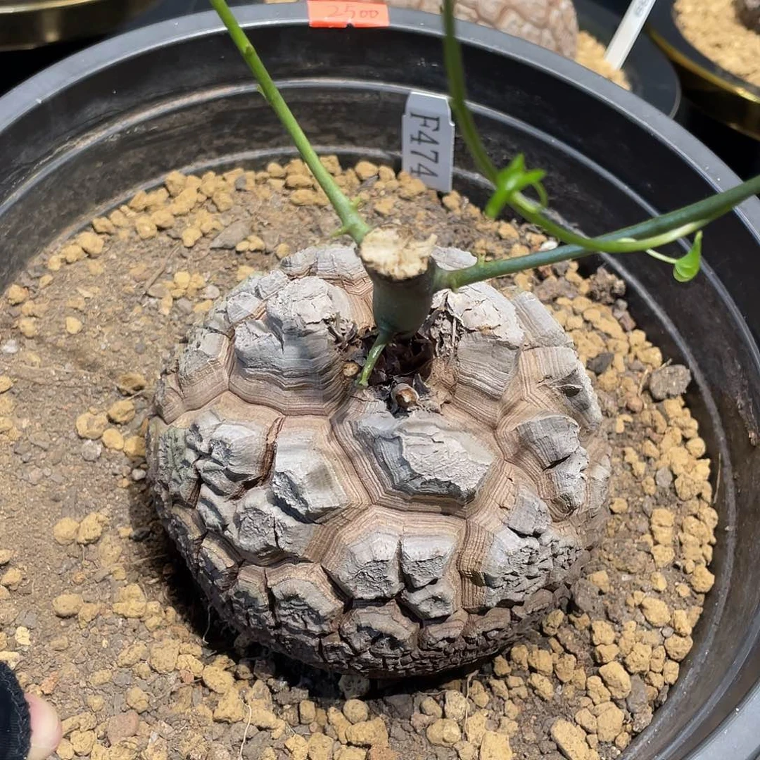 474号龟甲龙不退不换