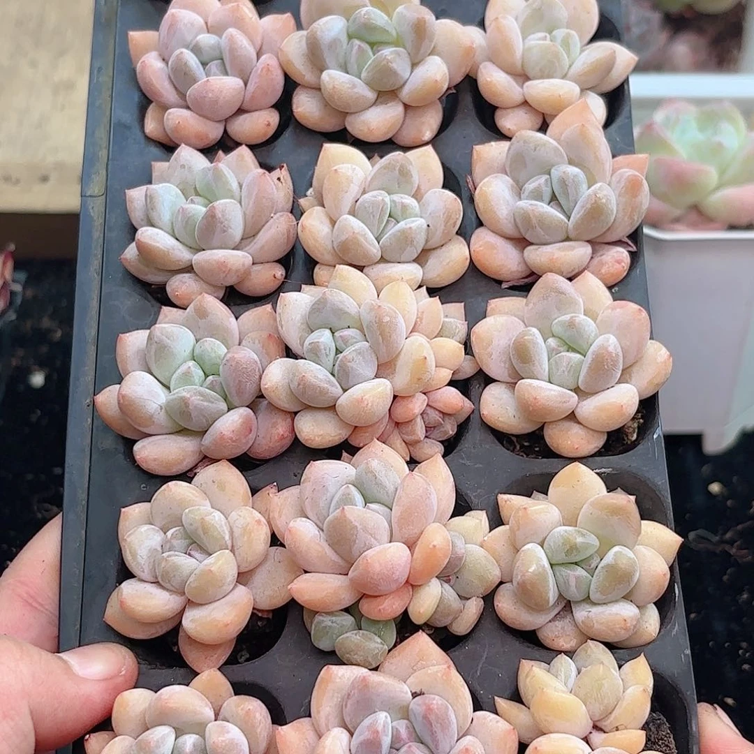 如图品质香橙21颗 新疆西藏内蒙不发货