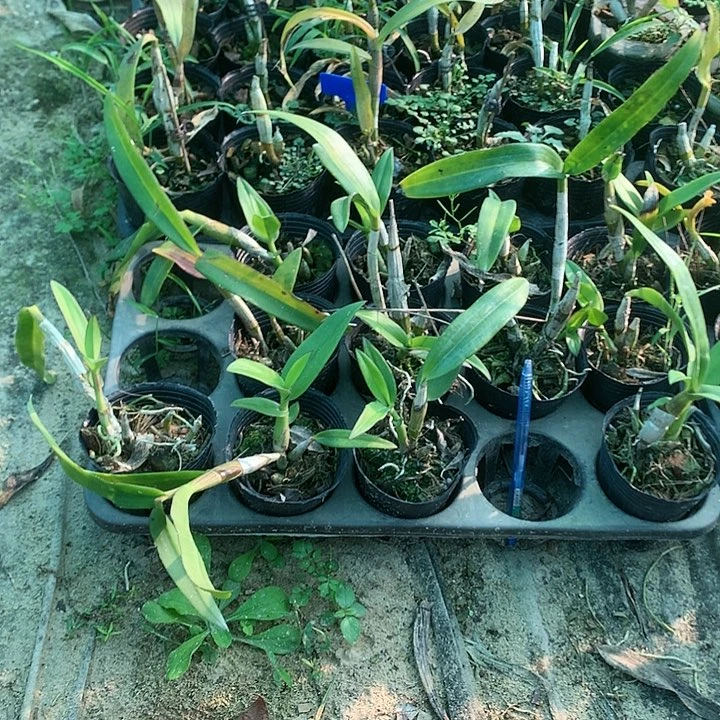 完全开放克拉大小3苗