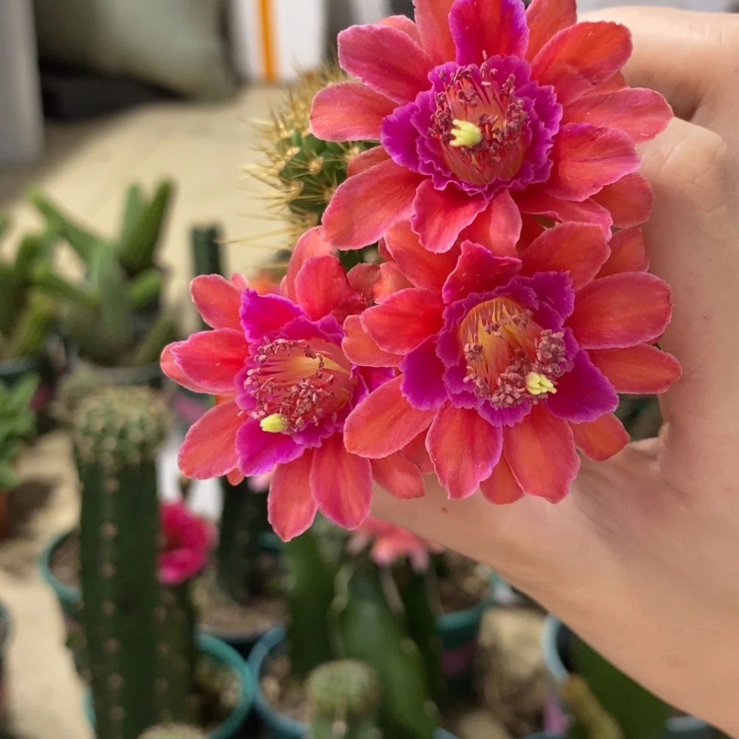 新品金妞欧若拉侧芽一个