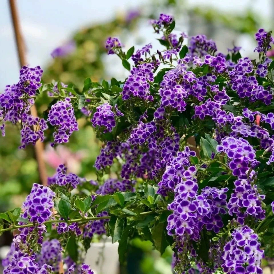 紫金露盆栽 耐热耐晒多年生 花期长蕾丝金露花 巧克力花香