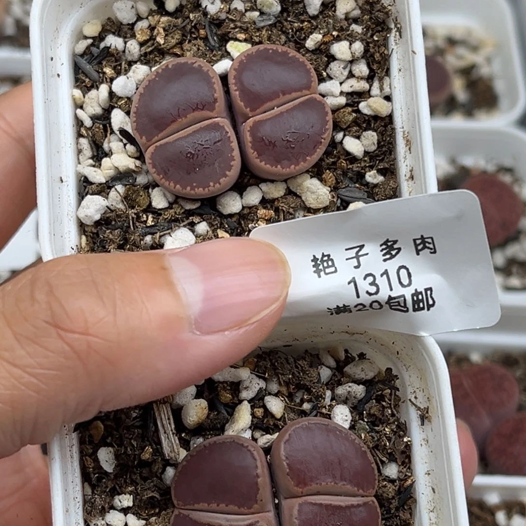 1310号两颗好看的ko