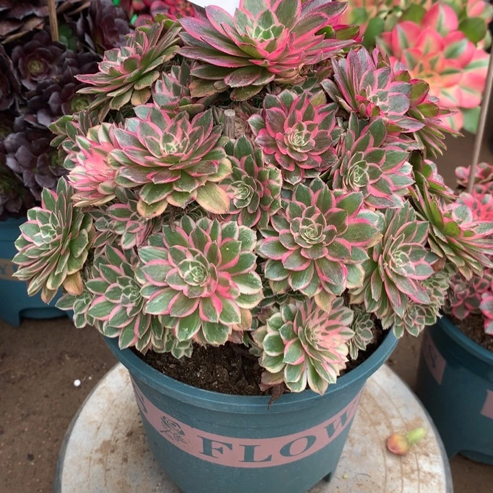 486孔雀翎多肉植物特价