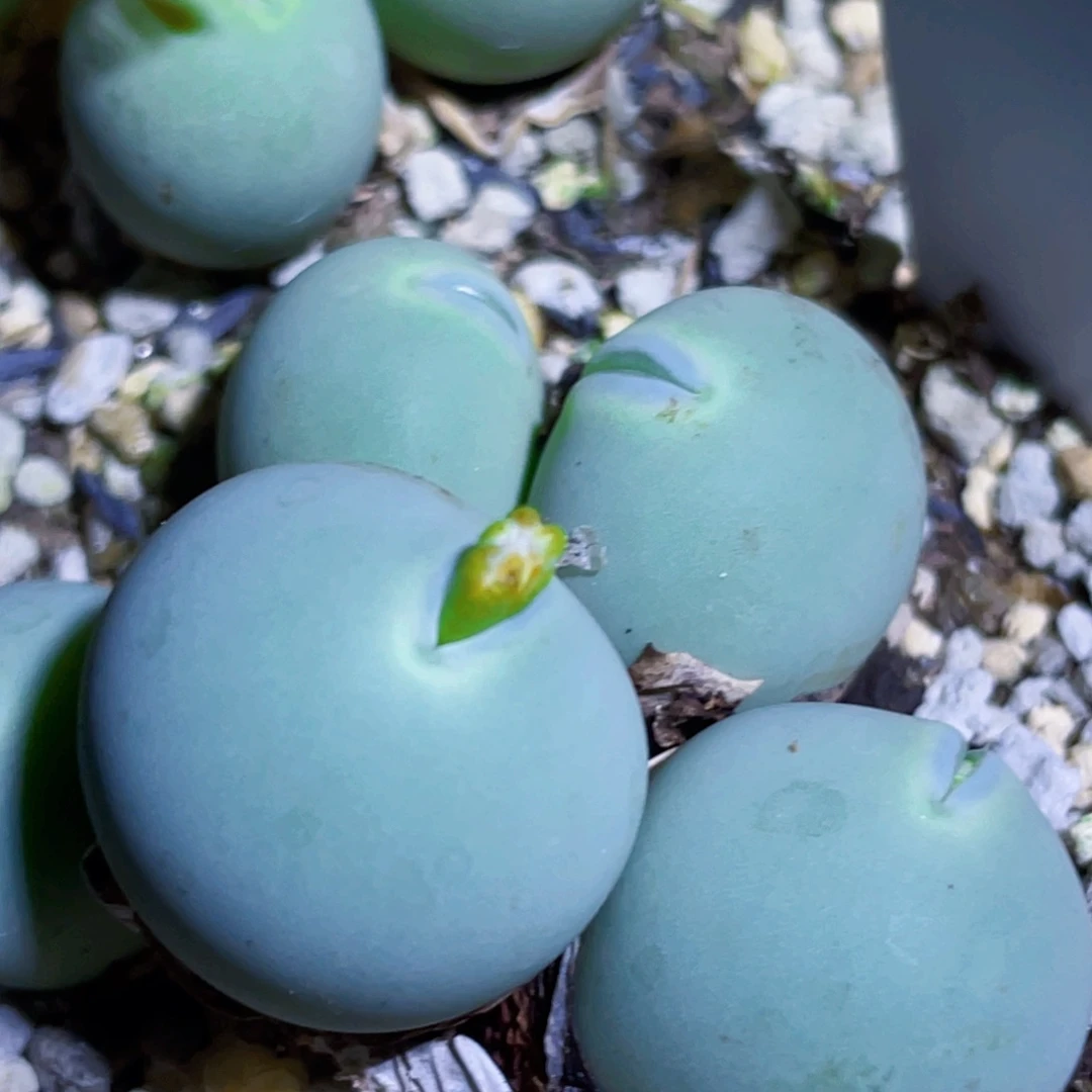 海豚嘴嘟嘟嘴植物一物一拍