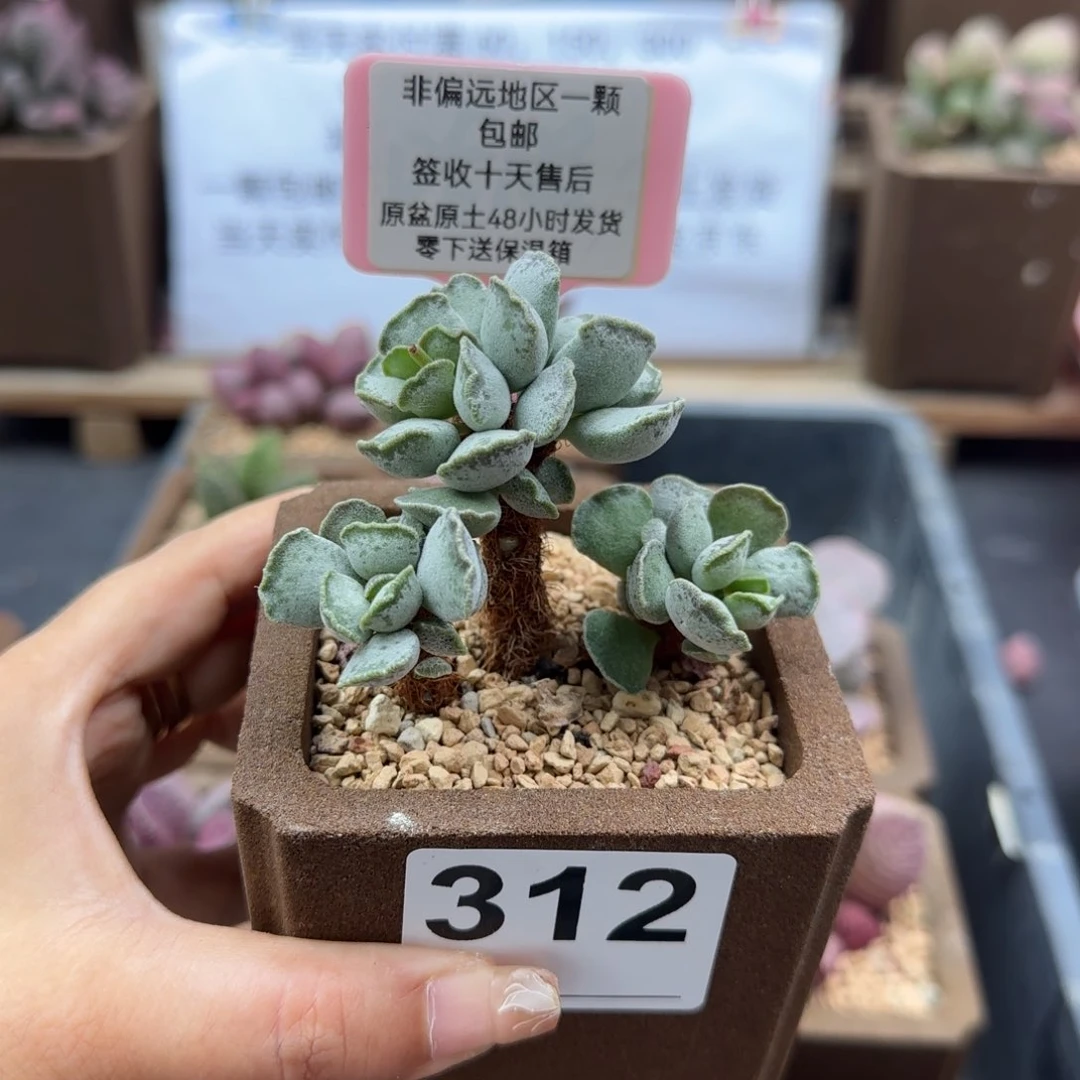 句*312毛库博多肉植物