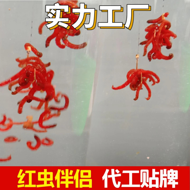 红虫拉散装500克不粘手不死虫腥味可拉蚯蚓黑坑冬季散货