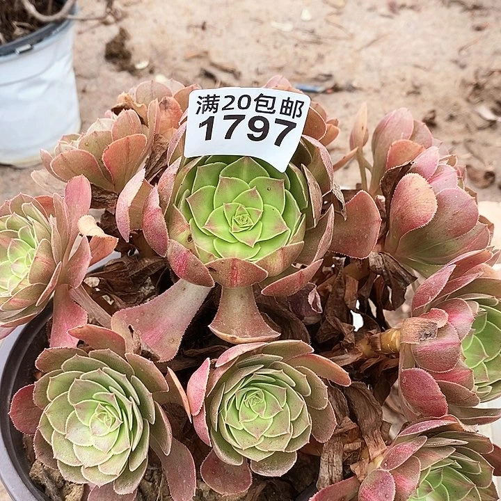 1797 一颗法师多肉