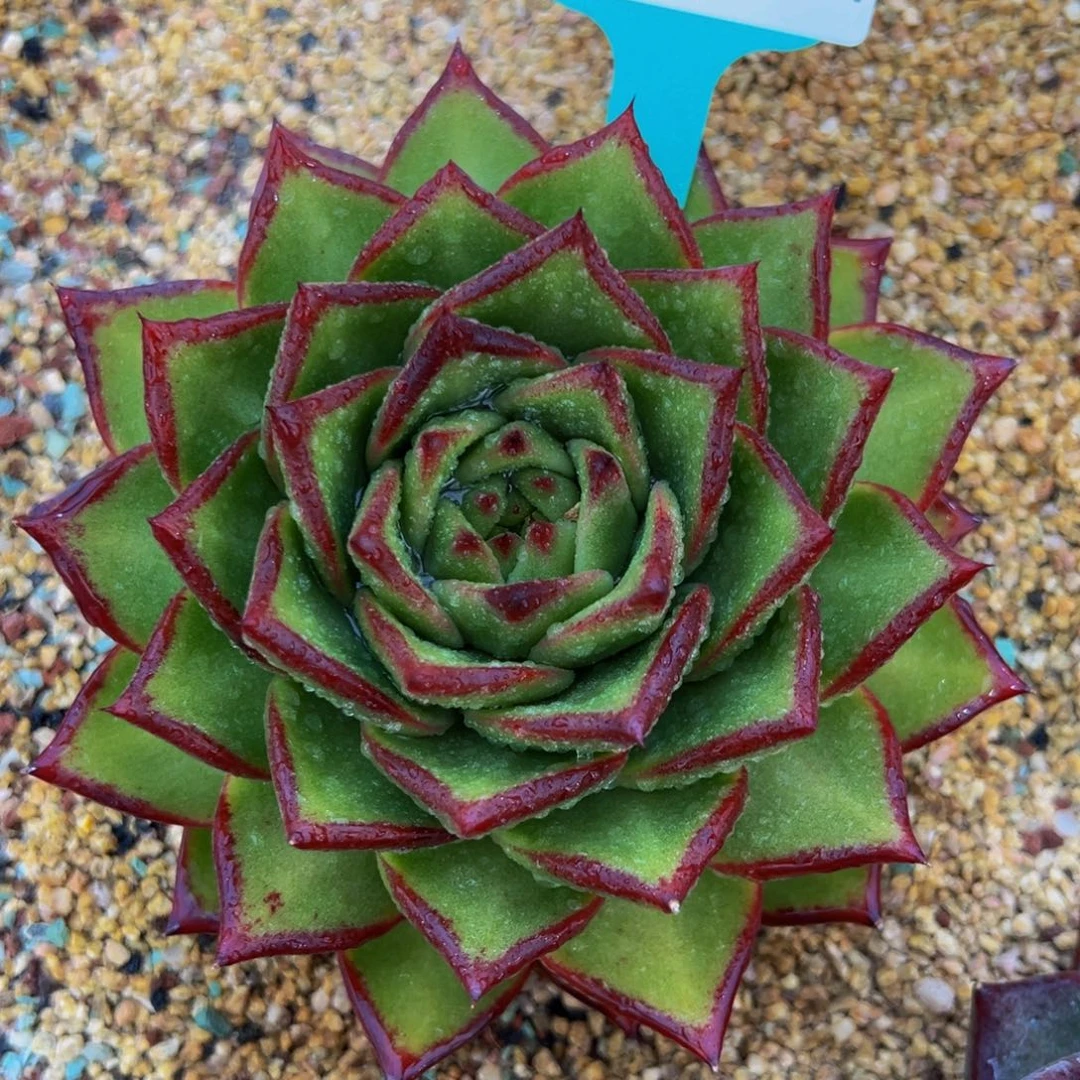 从前慢多肉精选编号0307.294