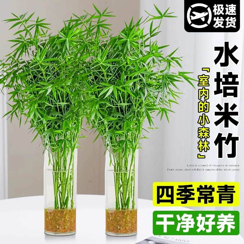 水培米竹室内植物盆栽水养观音竹富贵竹南天竹子客厅懒人观赏绿植
