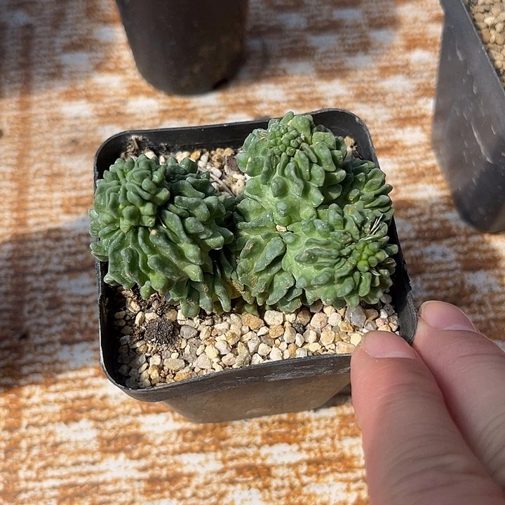 无花朵蝌蚪丸一物一拍
