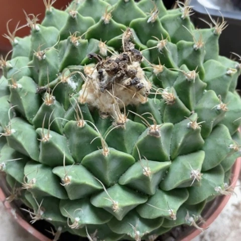 帝冠仙人球50米仙人球