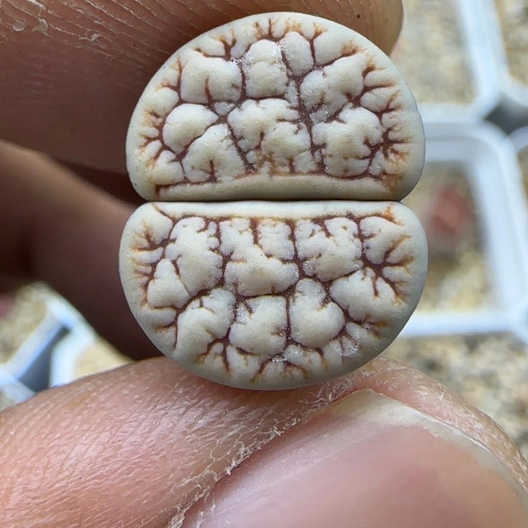 907 生石花大棚直播