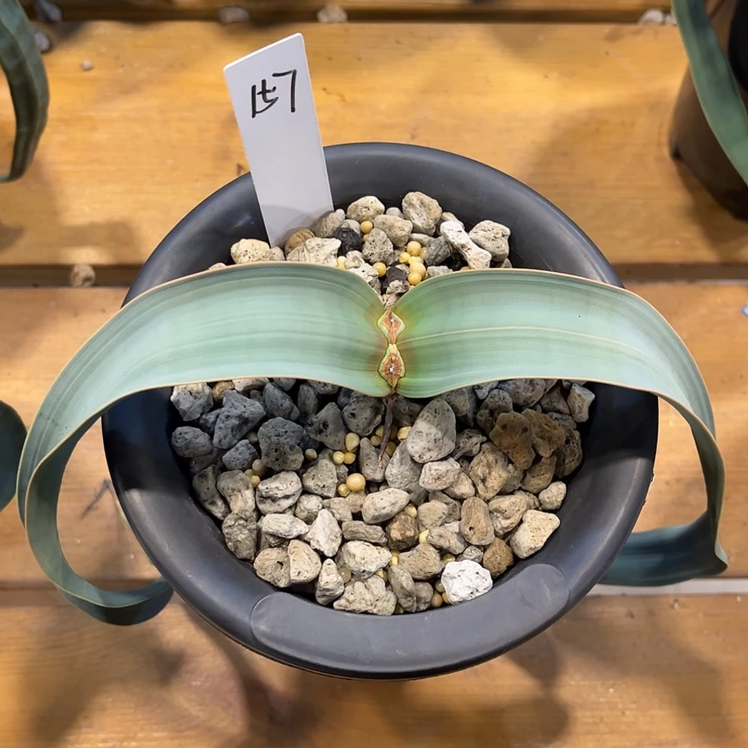 潮流植物百岁兰，金线，157