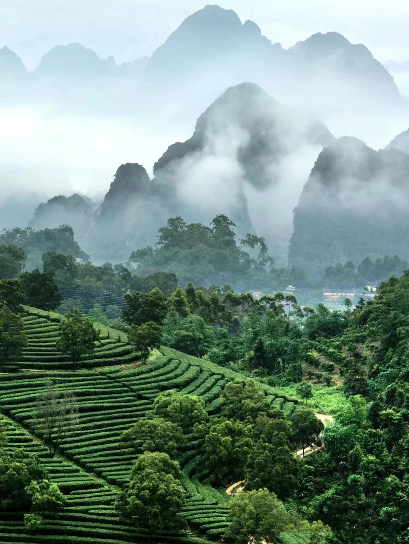 【2025新茶】白龙潭猴儿石中芽高山茶正宗信阳毛尖