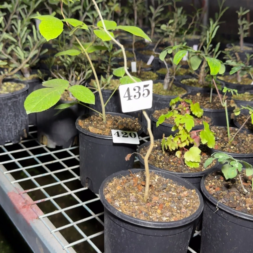 蕃***茄滔天橄榄扦插多肉植物