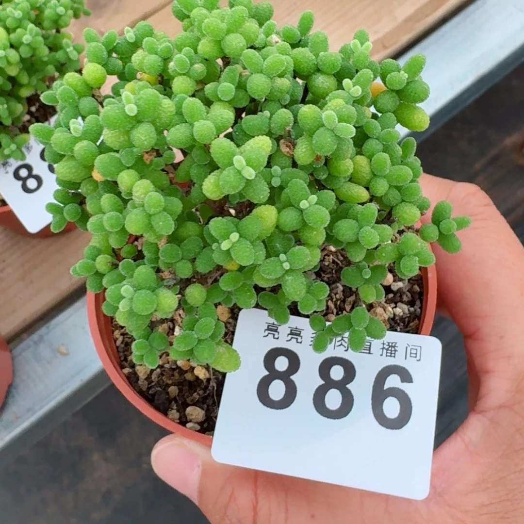 遇***馨枝干            精美多肉植物