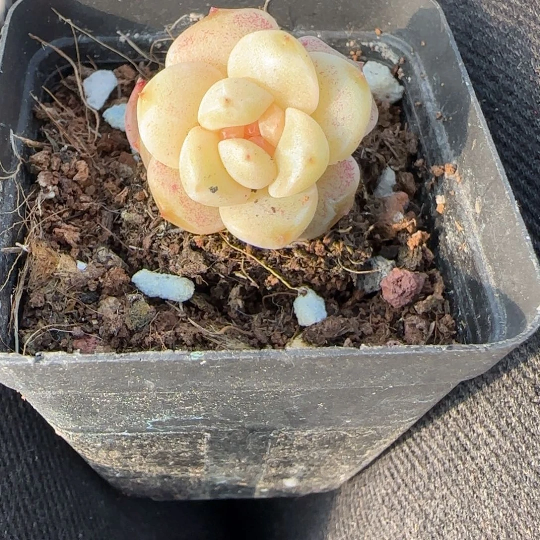 小卡拉米糖心一物一拍