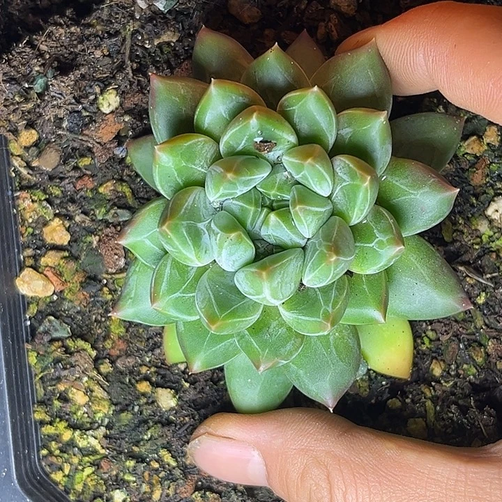 多肉植物雪花美人375