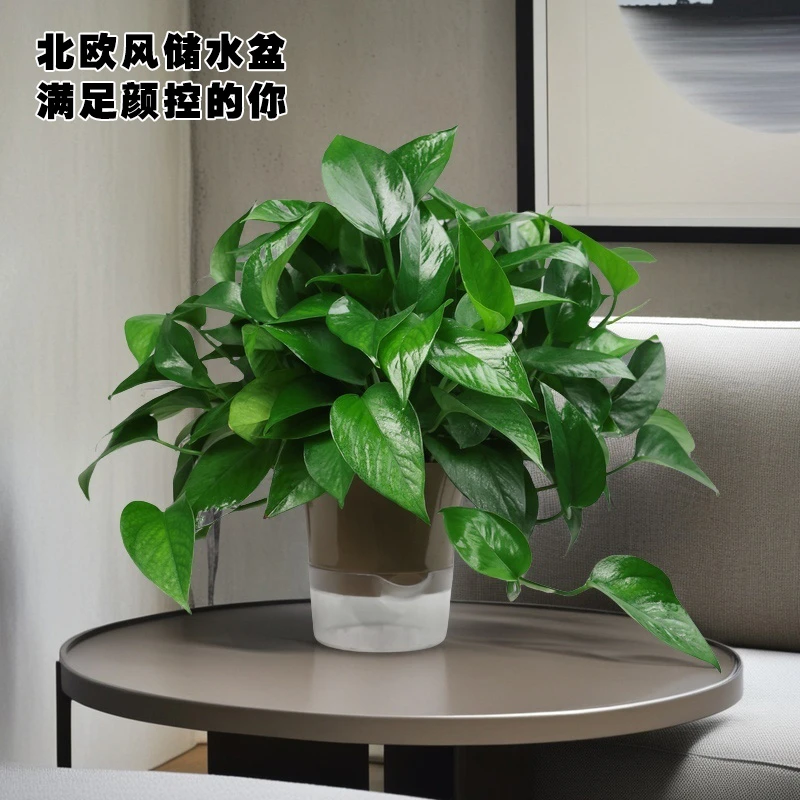 绿萝盆栽室内植物花卉绿植水培长藤垂吊大叶绿箩新房家用吸除甲醛