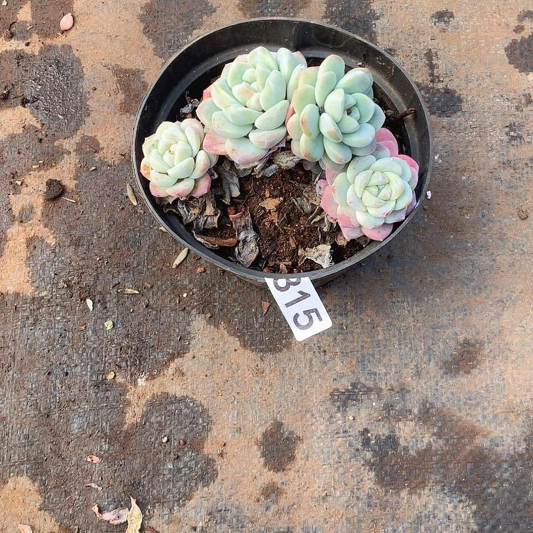 315 一物一拍多肉！