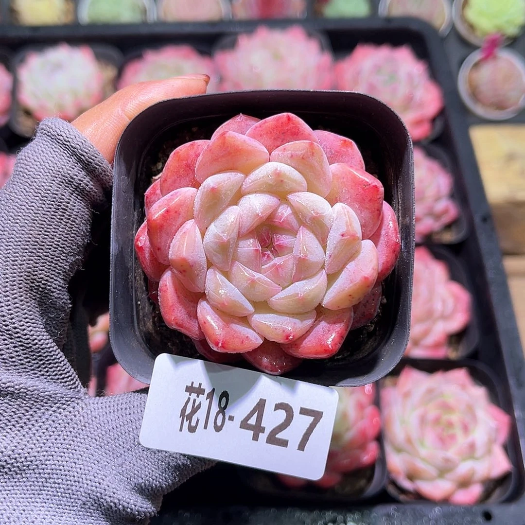 花18-427白桃汽水