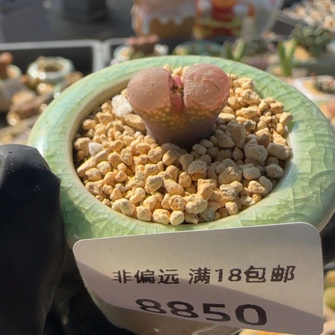 8850-一物一 拍 带盆