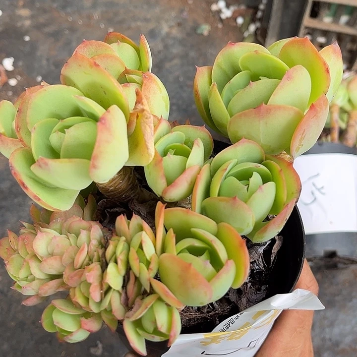 春***暖碧桃5号35.66多肉植物