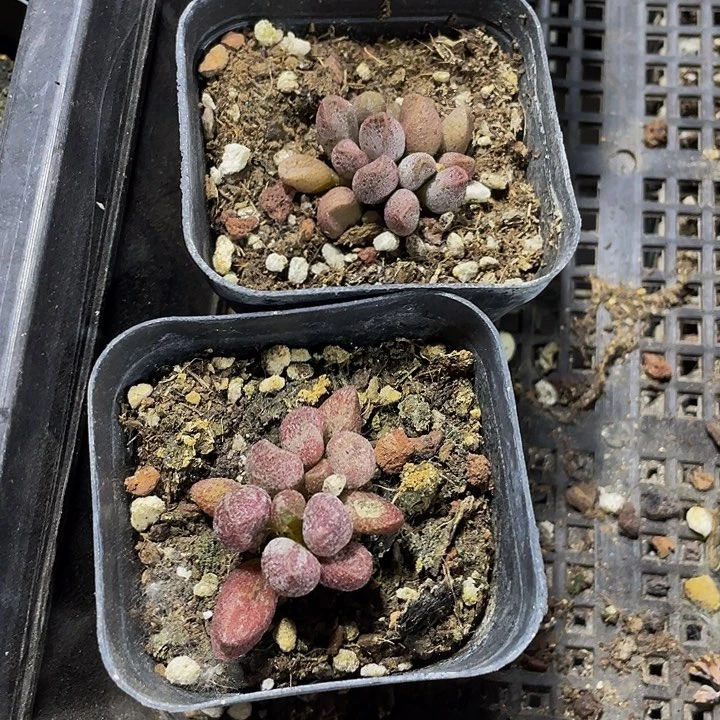 玛丽安水泡2.8带盆土发