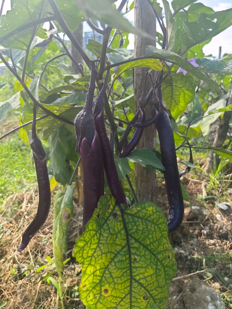 【紫茄】江西上饶本地露天茄子应季蔬菜皮薄肉厚
