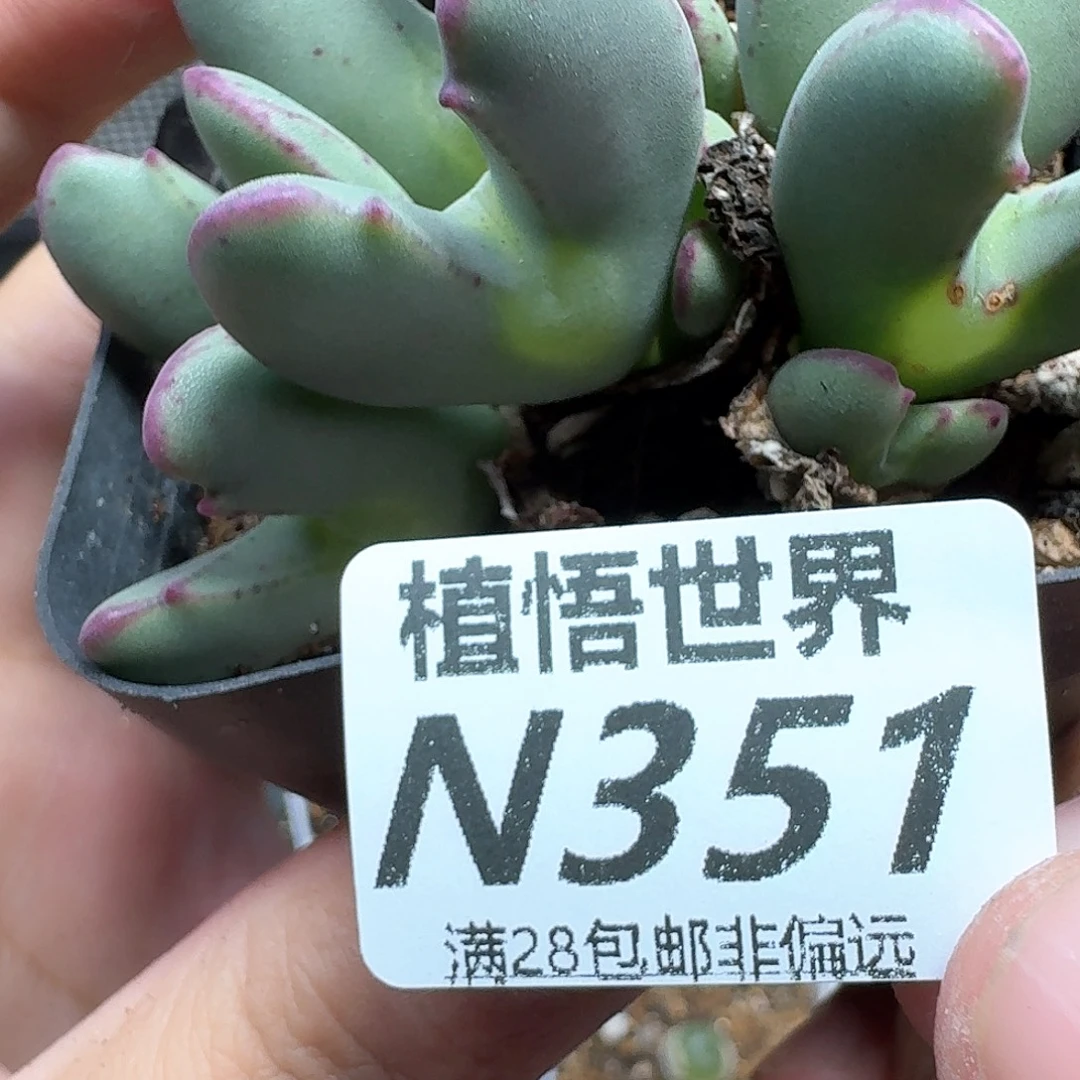 多肉植物的润泽徐