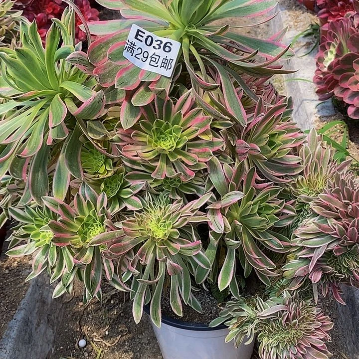 多肉夕颜缀群036多肉