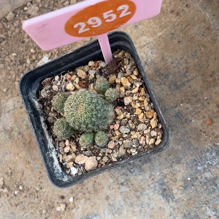 变***龙勾宝一棵295200000