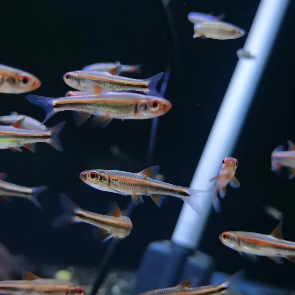 双十一特惠4-5cm紫光北美原生鱼不加温发色观赏鱼好养活小型观赏