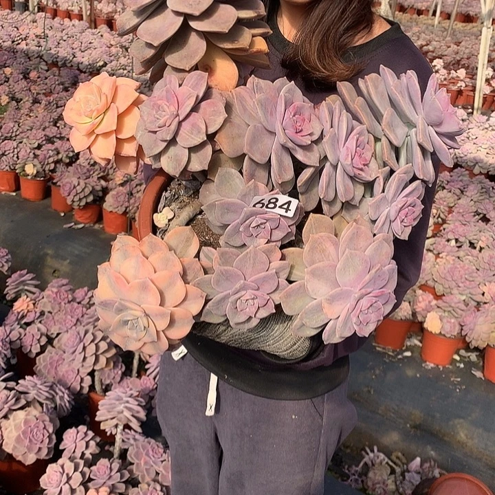 684 紫乐锦 一物一拍